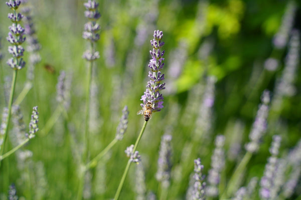 The Key to Restoring Soil - Sonoma Syrup Co.